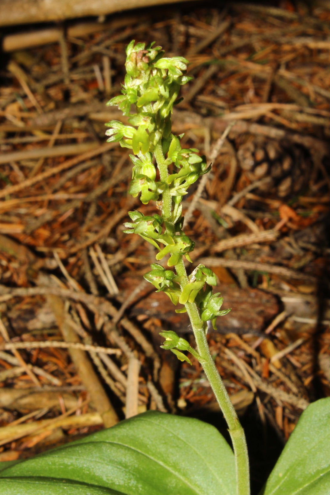 Orchidee dallAlto Adige